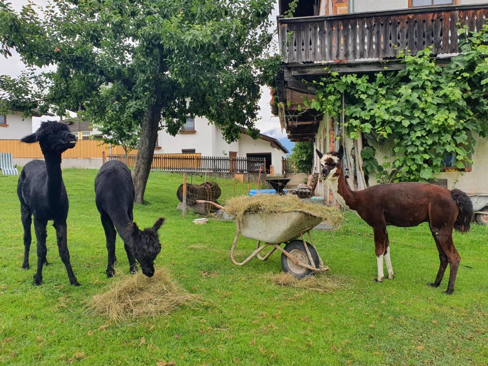 Tuschnhof Rinn